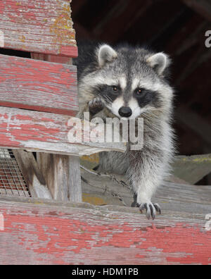 Raccoon peer fuori dalla finestra del granaio Foto Stock