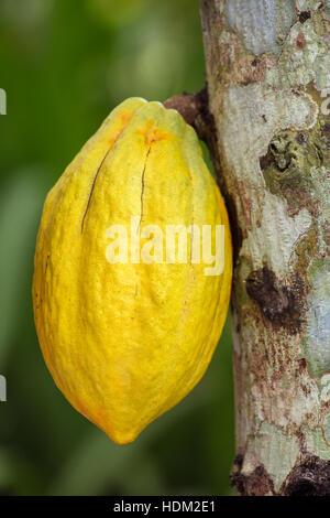 Il cacao frutti pendenti sulla struttura ad albero Foto Stock