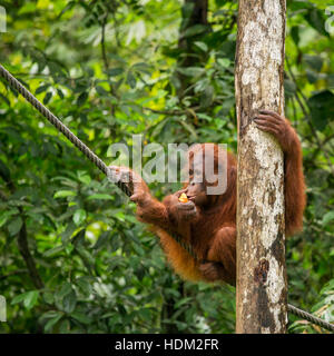 Orangutan femmina appeso sulla fune nella Natura Semenggoh Riserva, Sarawak, Borneo, Malaysia Foto Stock