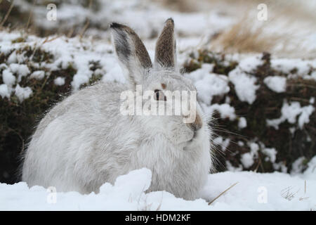 Una montagna di lepre (Lepus timidus ) in inverno il suo mantello bianco , in una tormenta di neve in alta montagna scozzese. Foto Stock