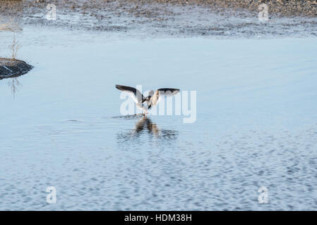 Un singolo (Redshank Tringa totanus) lo sbarco in acqua Foto Stock