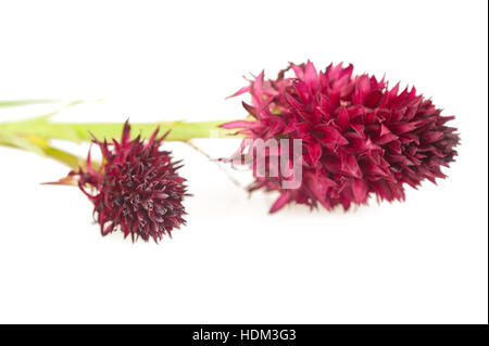 La flora alpina - Black Vanilla Orchid (Nigritella nigra) Foto Stock