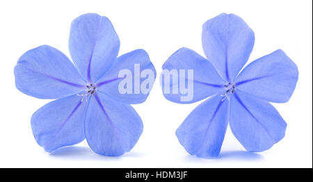 Plumbago (leadworth fiore) isolati su sfondo bianco Foto Stock