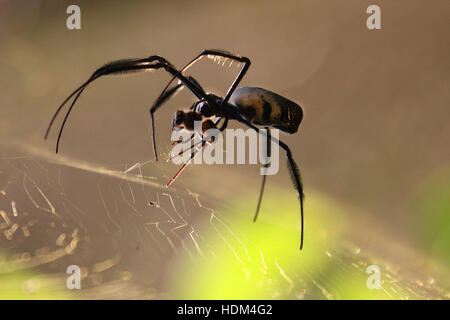 Un golden orb-web spider paralizzando un API che è stato appena pescato nel web. Foto Stock