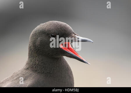 Black guillemot (Cepphus grylle) adulto nella stagione riproduttiva, Islanda Foto Stock