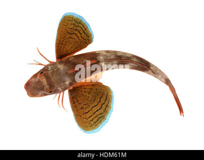 Capone gallinella - Trigla lucerna (ex Chelidonichthys lucerna) Foto Stock