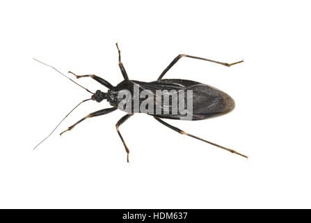 Masked Bug - Reduvius personatus - aka fly bug, flybug, assassin bug Foto Stock