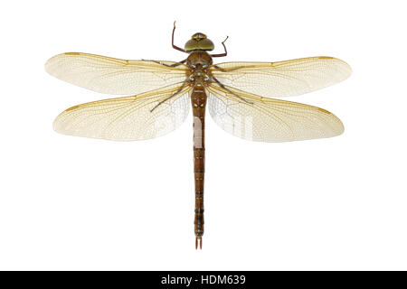 Brown Hawker - Aeshna grandis Foto Stock