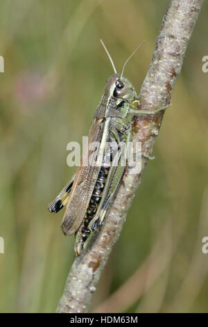 Vasta palude Grasshopper - Stethophyma grossum Foto Stock