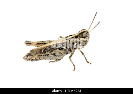 Chiazzato Grasshopper - Myrmeleotettix maculatus - femmina Foto Stock