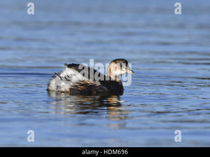 Tuffetto - Tachybaptus ruficollis - piumaggio invernale Foto Stock