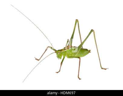 Chiazzato Bush-cricket - Leptophyes punctatissima - maschio Foto Stock