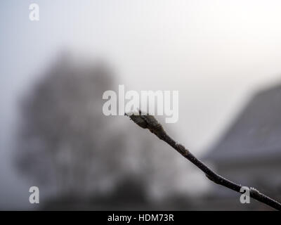 Primo gelo e neve sulle foglie in dicembre - 8 Foto Stock