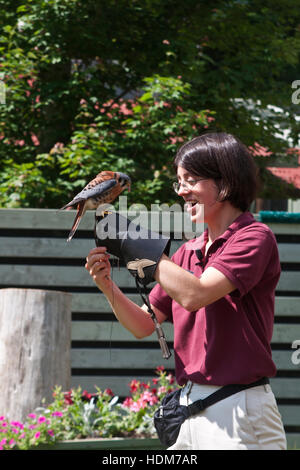 Vermont Istituto di Scienze Naturali, Quechee, Vermont, USA un giovane salvato American gheppio sulla mano di un trainer. Foto Stock