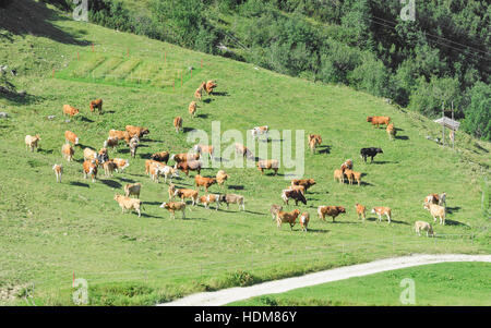Allevamento del bestiame al pascolo sul soleggiato altopiano di primavera pascoli nella valle delle Alpi pendii montani Foto Stock
