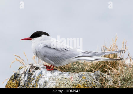 Arctic Tern (sterna paradisaea) adulto in allevamento piumaggio appollaiato sul muschio coperto rock, Islanda Foto Stock