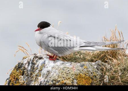 Arctic Tern (sterna paradisaea) adulto in allevamento piumaggio appollaiato sul muschio coperto rock, Islanda Foto Stock