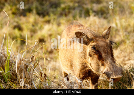 Warthog comune in piedi con il suo grosso naso nell'aria. Foto Stock