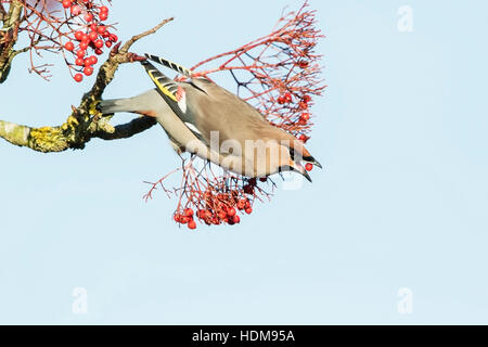 Bohemian waxwing (garrulus Bobycilla) alimentazione su bacche di rowan tree, Norfolk, Inghilterra, Regno Unito Foto Stock