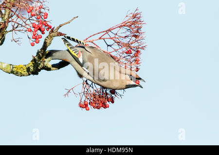 Bohemian waxwing (garrulus Bobycilla) alimentazione su bacche di rowan tree, Norfolk, Inghilterra, Regno Unito Foto Stock