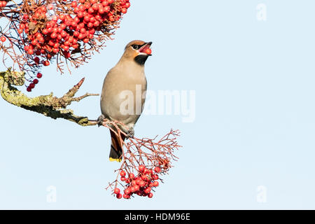 Bohemian waxwing (garrulus Bobycilla) alimentazione su bacche di rowan tree, Norfolk, Inghilterra, Regno Unito Foto Stock