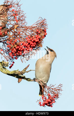 Bohemian waxwing (garrulus Bobycilla) alimentazione su bacche di rowan tree, Norfolk, Inghilterra, Regno Unito Foto Stock