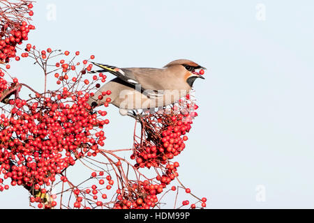 Bohemian waxwing (garrulus Bobycilla) alimentazione su bacche di rowan tree, Norfolk, Inghilterra, Regno Unito Foto Stock