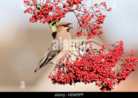 Bohemian waxwing (garrulus Bobycilla) alimentazione su bacche di rowan tree, Norfolk, Inghilterra, Regno Unito Foto Stock