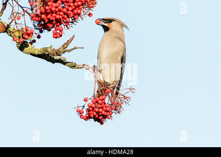 Bohemian waxwing (garrulus Bobycilla) alimentazione su bacche di rowan tree, Norfolk, Inghilterra, Regno Unito Foto Stock