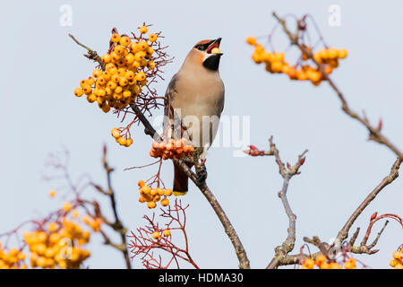 Bohemian waxwing (garrulus Bobycilla) alimentazione su bacche di rowan tree, Norfolk, Inghilterra, Regno Unito Foto Stock