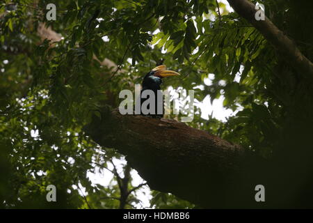 Pomello (Sulawesi stropicciata) Hornbilll, Rhyticeros (Aceros cassidix), femmina ad alta nella struttura ad albero Foto Stock