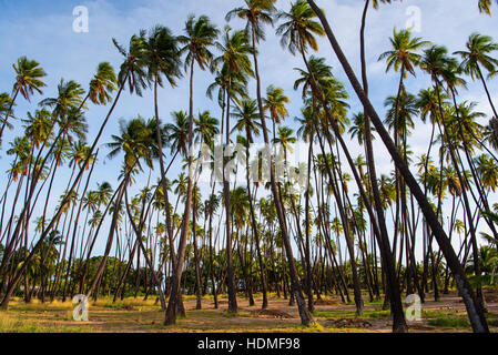 Kapuaiwa Coconut Grove è uno degli ultimi royal cocco boschetti in Hawai'i. Re Kamehameha IV aveva un migliaio di palme di cocco piantati per onorare il suo w Foto Stock