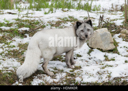 Un adulto Arctic Fox. Foto Stock