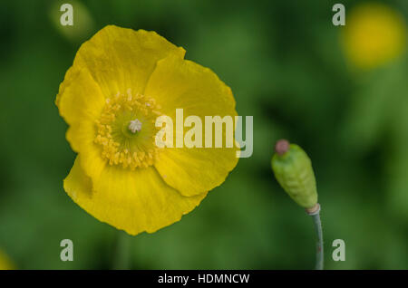 Meconopsis cambrica Welsh poppy fiore giallo Foto Stock