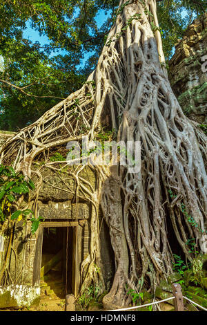 Spung albero radici avvolgono una porta su di un antico tempio complesso di Ta Prohm in Siem Reap, Regno di Cambogia. Foto Stock