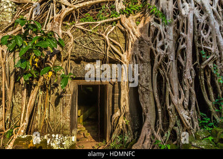 Spung albero radici avvolgono una porta su di un antico tempio complesso di Ta Prohm in Siem Reap, Regno di Cambogia. Foto Stock