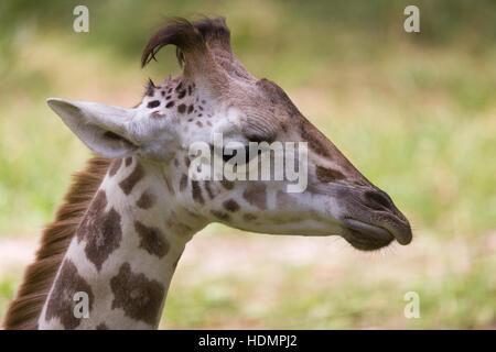 Giovani della Rothschild (giraffa camelopardalis Giraffa camelopardis), Austria Foto Stock