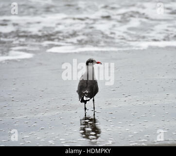 Heermann il gabbiano (Larus heermanni), giovane bird permanente sulla spiaggia, Stinson Beach, California, Stati Uniti d'America Foto Stock