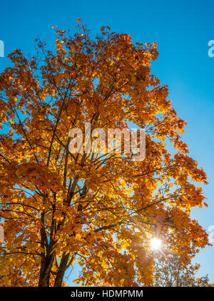 Autunno del sole che splende attraverso foglie di giallo, Acero (Acer), Baviera, Germania Foto Stock