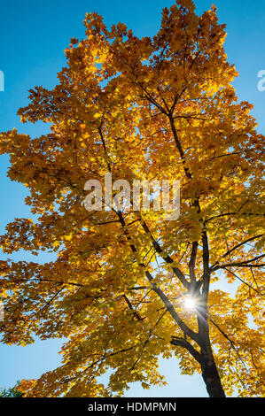 Autunno del sole che splende attraverso foglie di giallo, Acero (Acer), Baviera, Germania Foto Stock