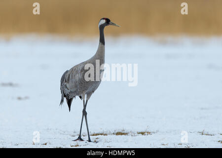 Comune o gru eurasiatica (grus grus) nella neve, Meclemburgo-Pomerania Occidentale, Germania Foto Stock