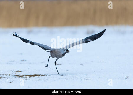 Comune o gru eurasiatica (grus grus) nella neve, partenza, Meclemburgo-Pomerania Occidentale, Germania Foto Stock