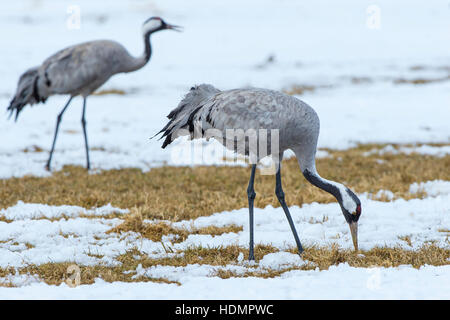 Comune o gru eurasiatica (grus grus) rovistando nella neve, Meclemburgo-Pomerania Occidentale, Germania Foto Stock