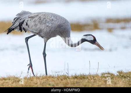 Comune o gru eurasiatica (grus grus) rovistando nella neve, Meclemburgo-Pomerania Occidentale, Germania Foto Stock