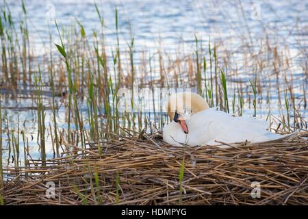 Cigno (Cygnus olor) seduto sul nido in canneti, cova, preening, Steinhuder Meer Nature Park, Bassa Sassonia, Germania Foto Stock