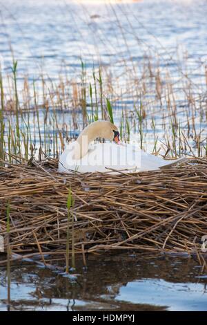 Cigno (Cygnus olor) seduto sul nido in canneti, cova, preening, Steinhuder Meer Nature Park, Bassa Sassonia, Germania Foto Stock