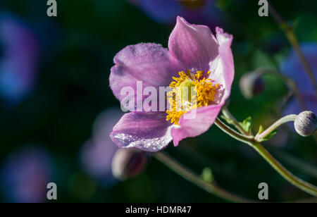 Giapponese (anemone hupehensis Anemone), Germania Foto Stock