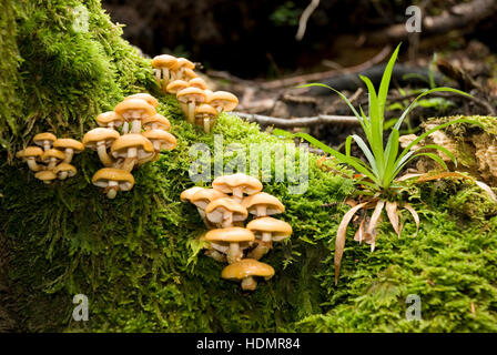 Pholiota mutabilis (Kuehneromyces mutabilis), Kalkalpen National Park, Austria superiore, Europa Foto Stock