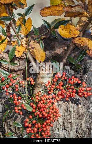 Scoiattolo striado orientale nel vecchio ceppo con frutti di bosco Foto Stock