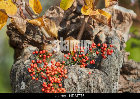 Scoiattolo striado orientale nel vecchio ceppo con frutti di bosco Foto Stock